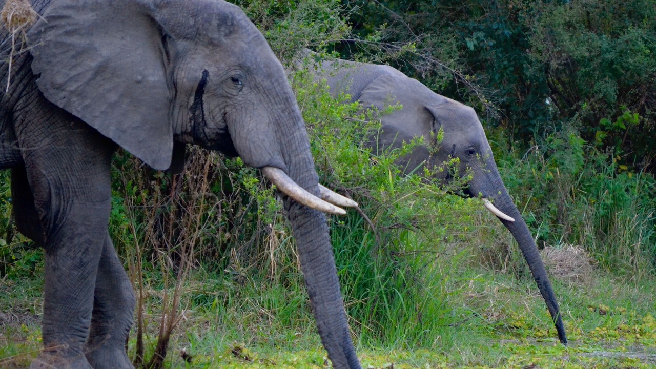 Photo of Others in South Luangwa National Park
