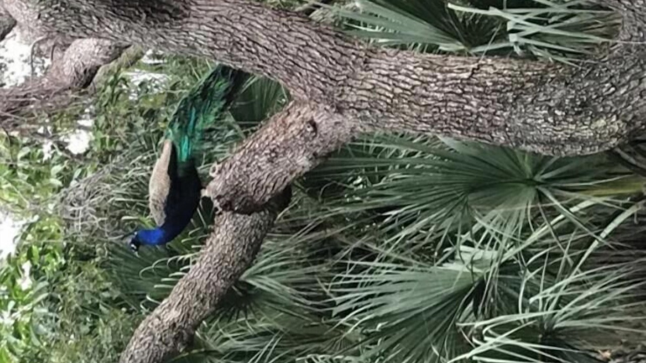 Photo of Outdoor in Ocean Woods