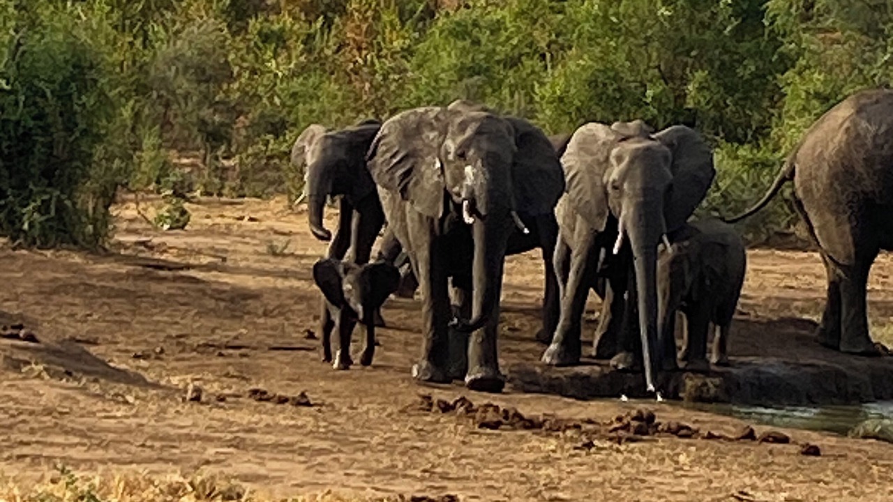 Photo of Others in Victoria Falls