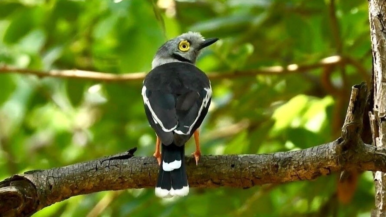 Photo of Outdoor in Victoria Falls