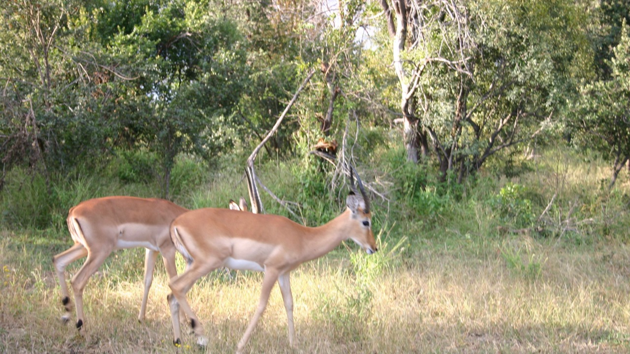 Photo of Others in Victoria Falls