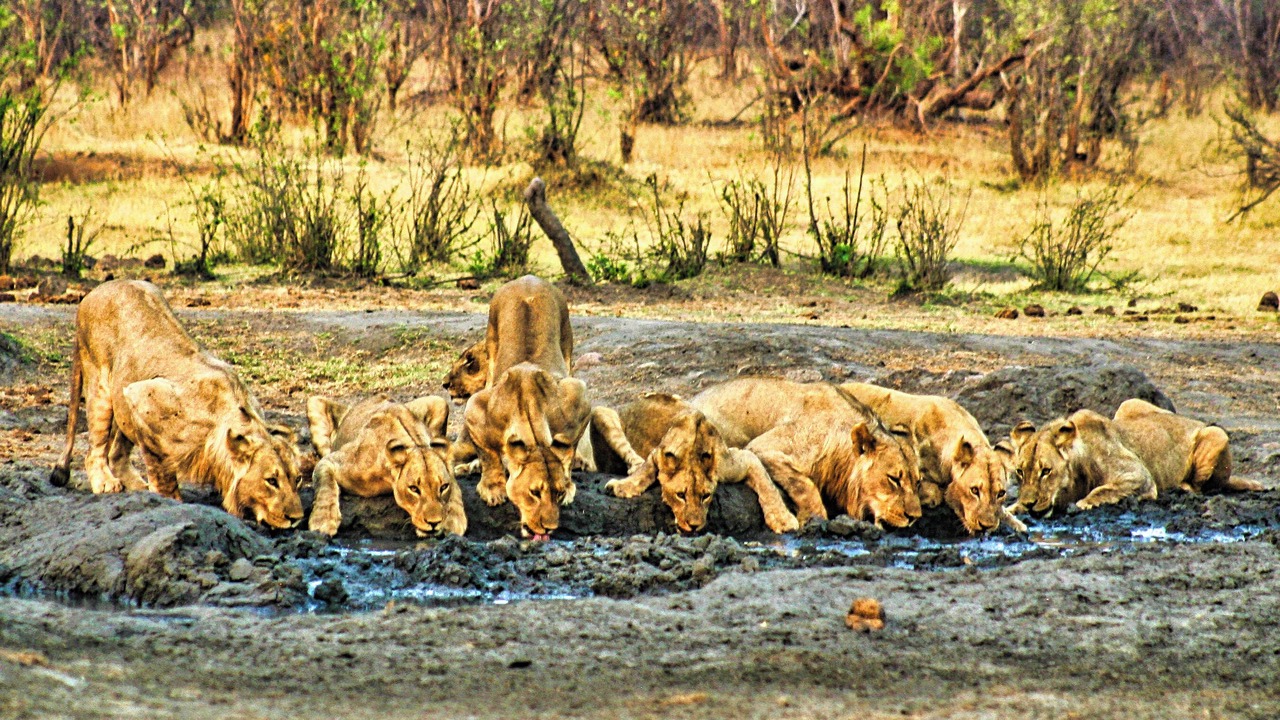 Photo of Others in Victoria Falls