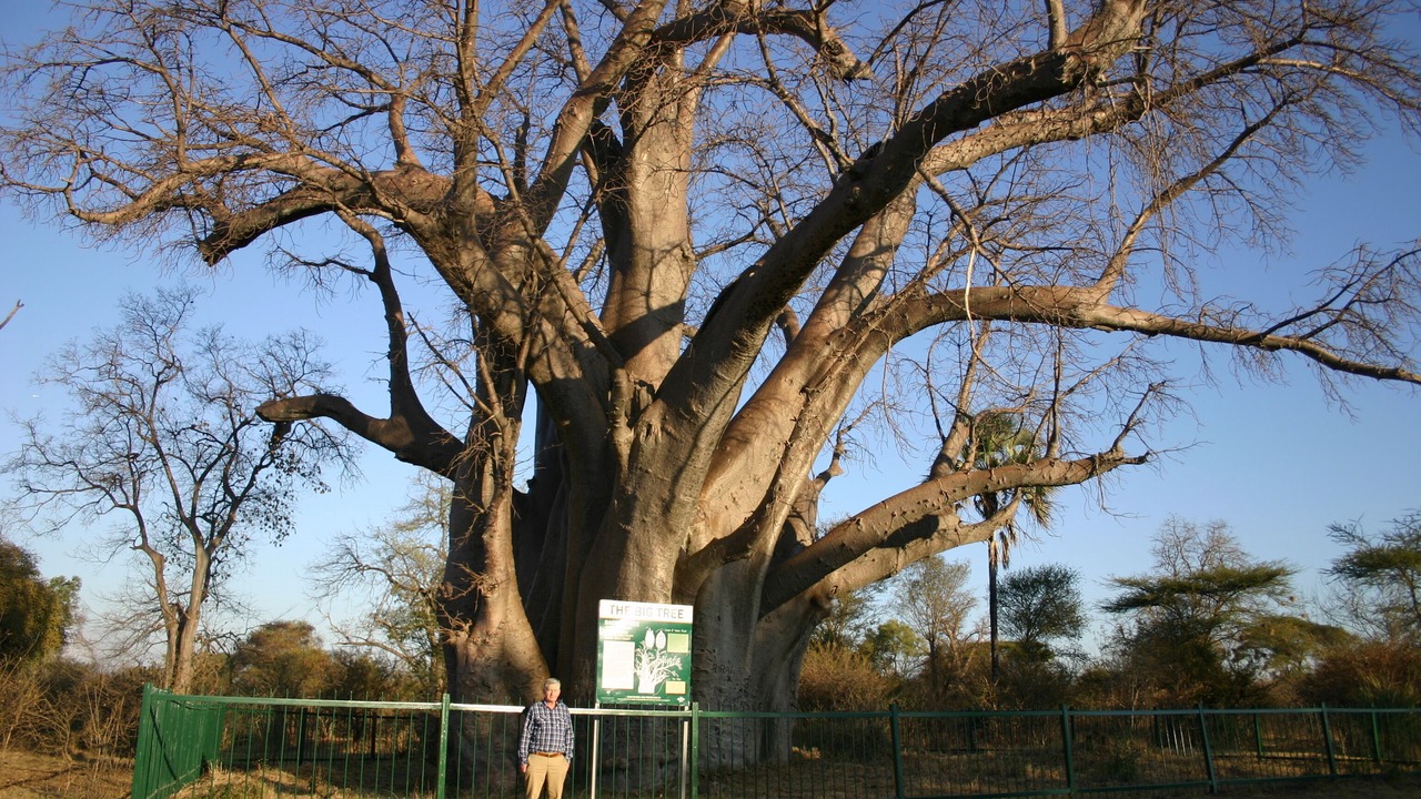 Photo of Outdoor in Victoria Falls