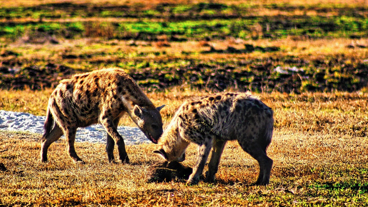 Photo of Others in Victoria Falls