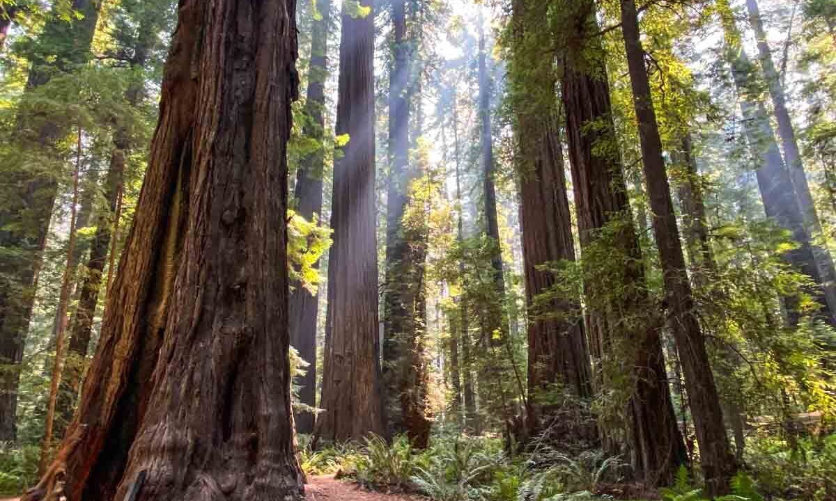 Photo of Others in Willits
