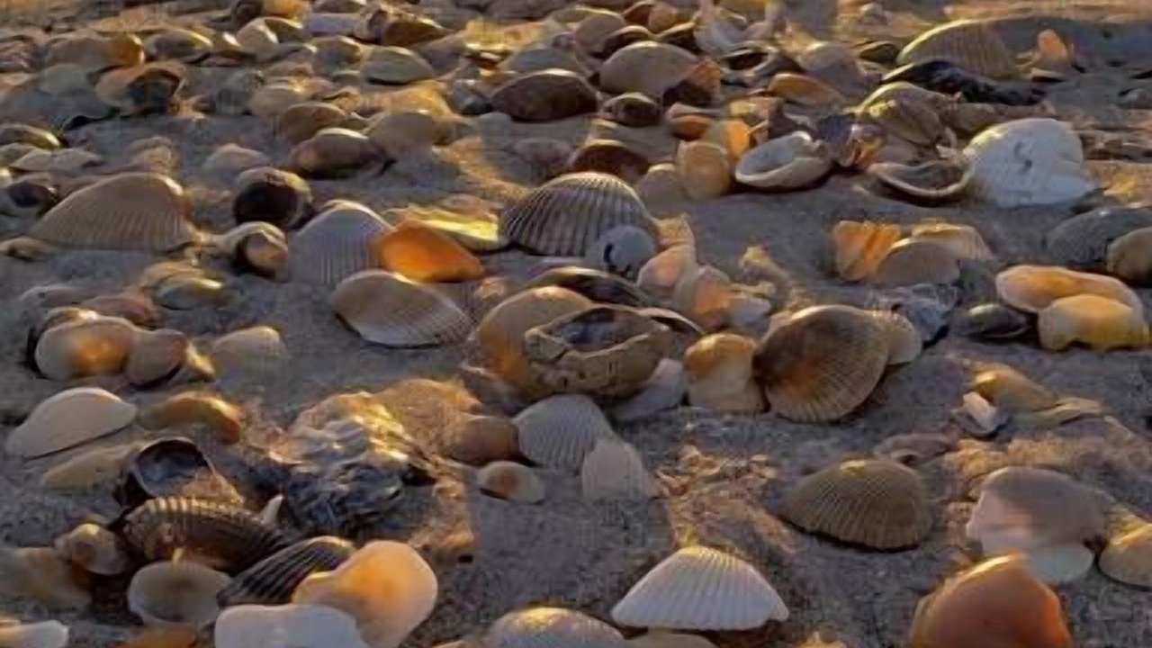 Photo of Others in Port Canaveral