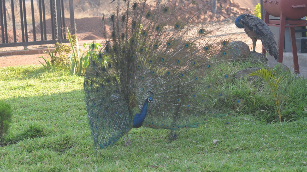 Photo of Outdoor in Chipata