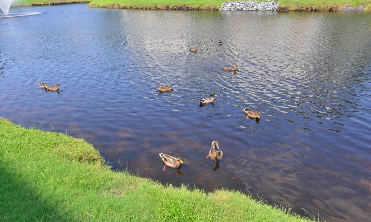 Photo of Others in North Myrtle Beach