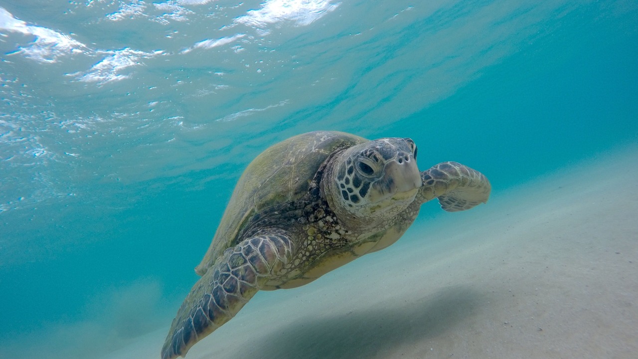 Photo of Others in Kihei