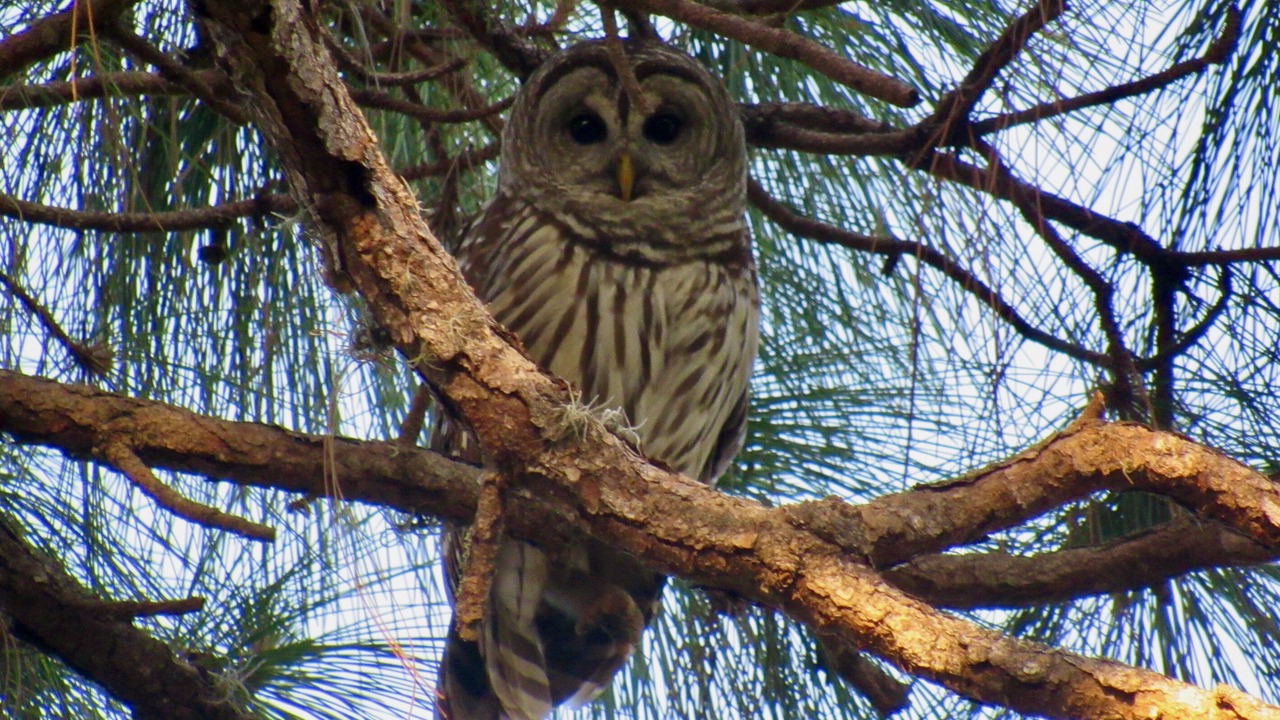 Photo of Others in Ridge Wood Heights