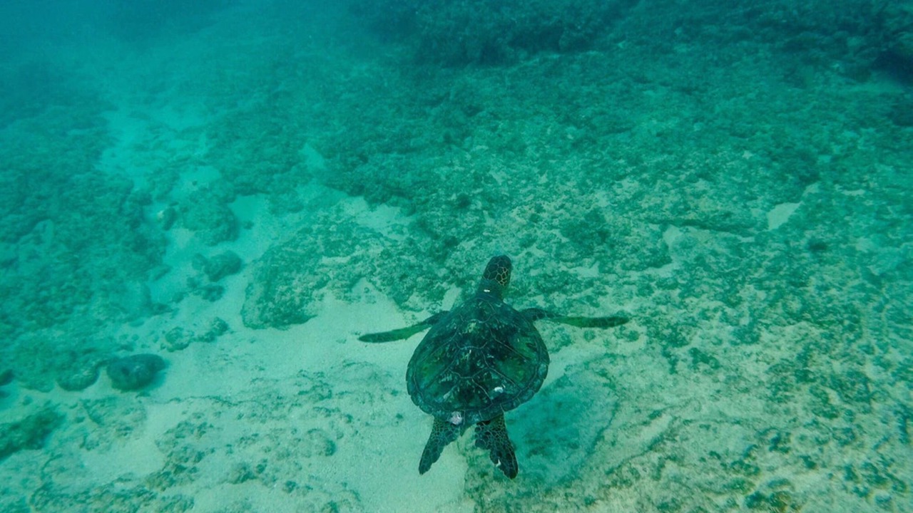 Photo of Others in North Shore