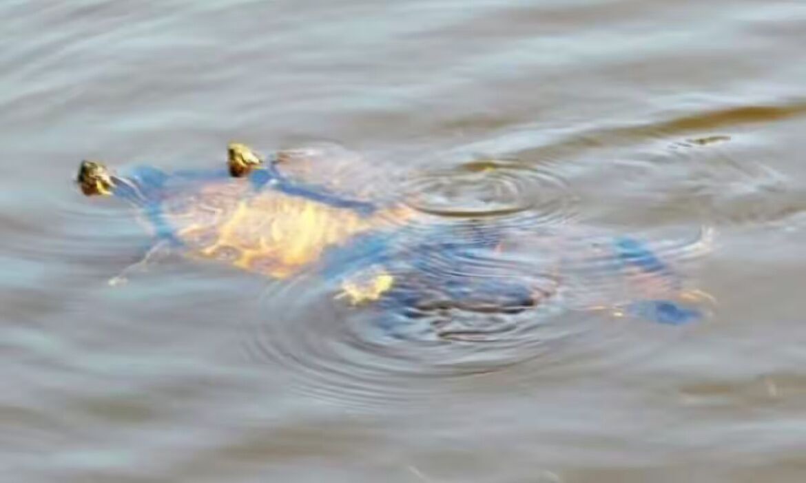 Photo of Others in Apalachicola