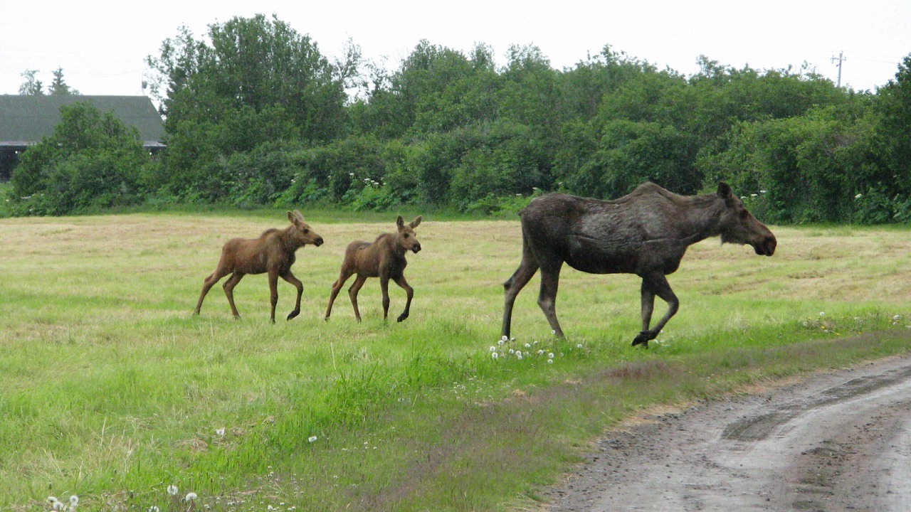 Photo of Others in Kachemak