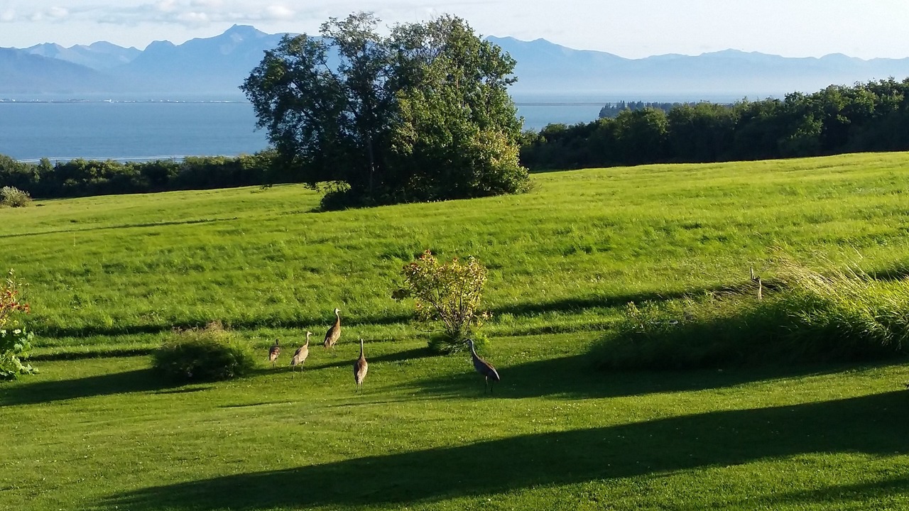 Photo of Others in Kachemak