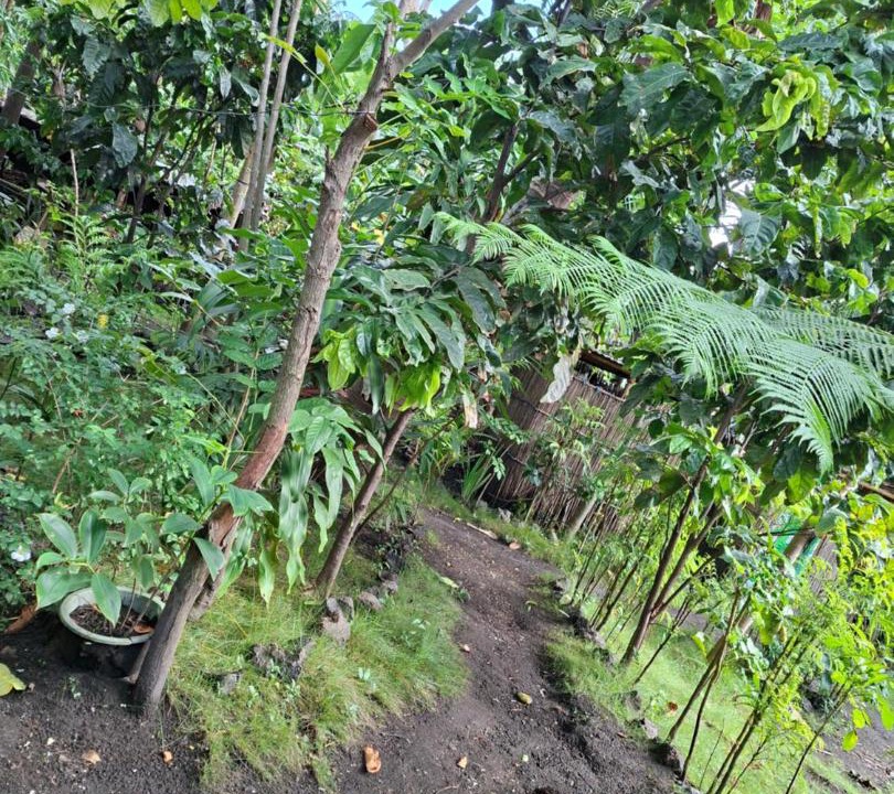 Photo of Others in Tanna Island