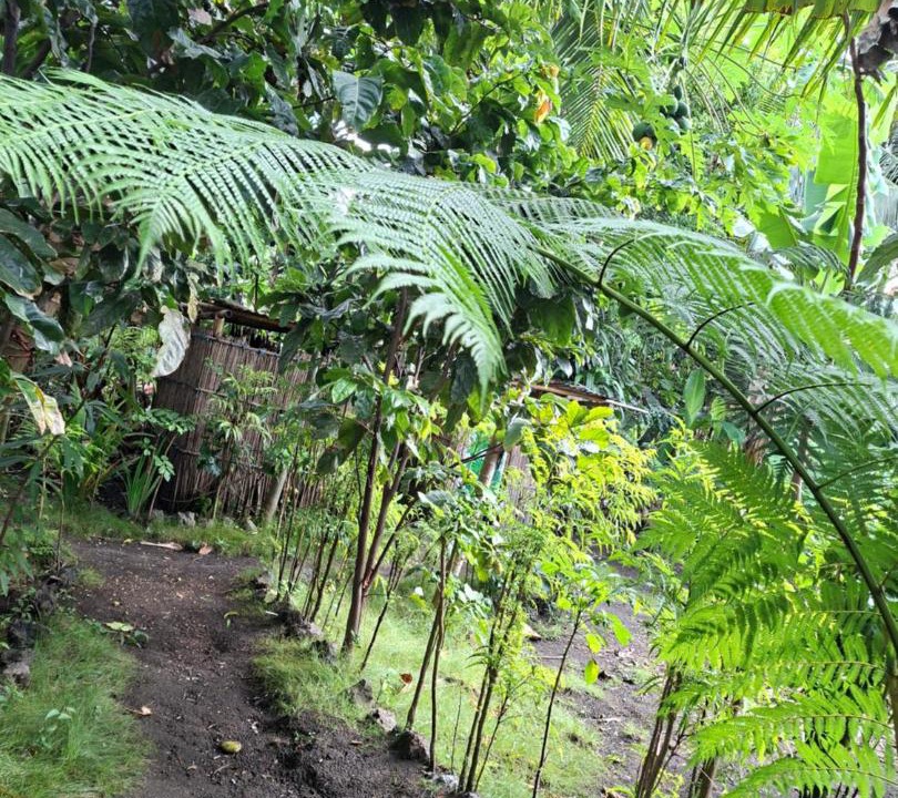 Photo of Others in Tanna Island