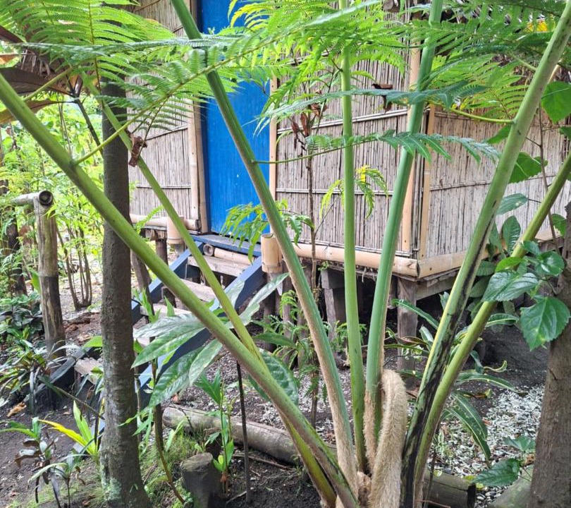 Photo of Others in Tanna Island