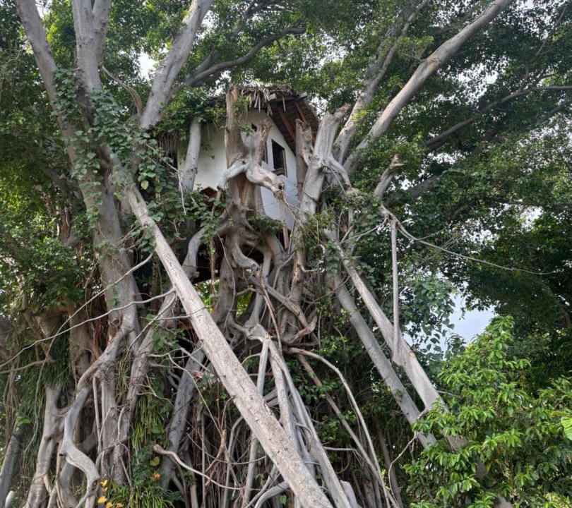 Photo of Others in Tanna Island