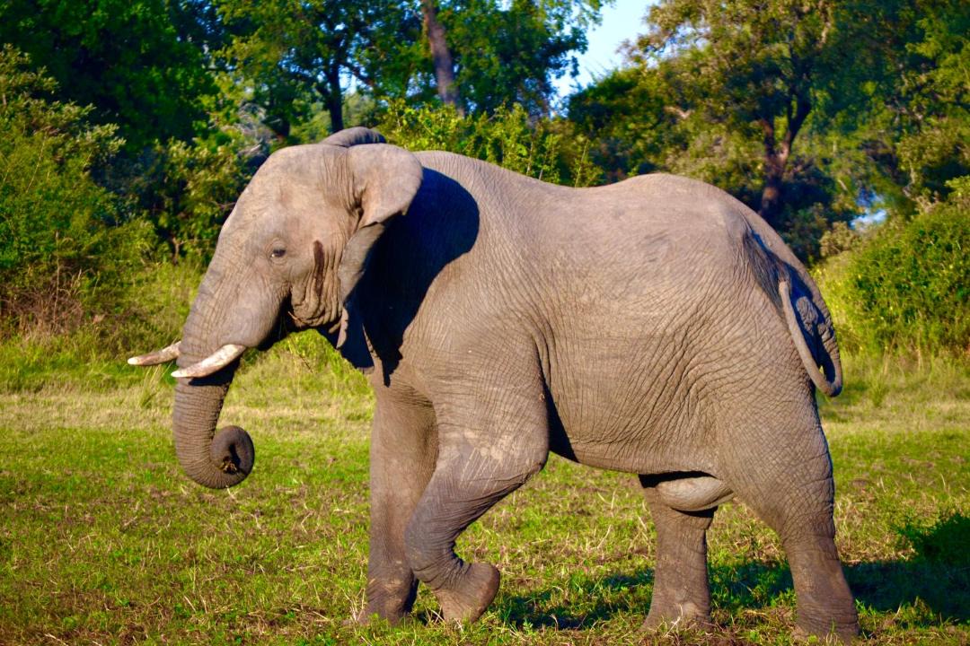 Photo of Others in South Luangwa National Park