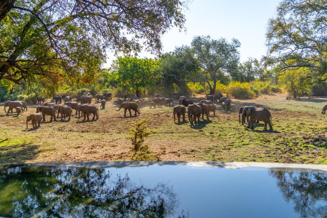 Photo of Others in South Luangwa National Park