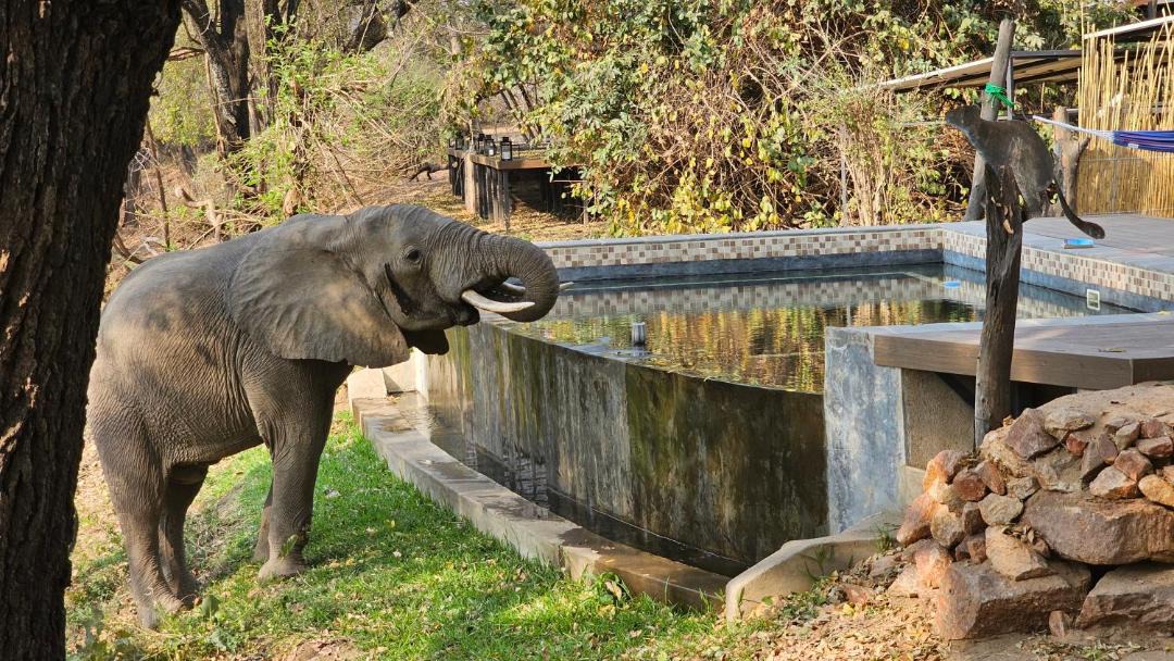 Photo of Others in South Luangwa National Park