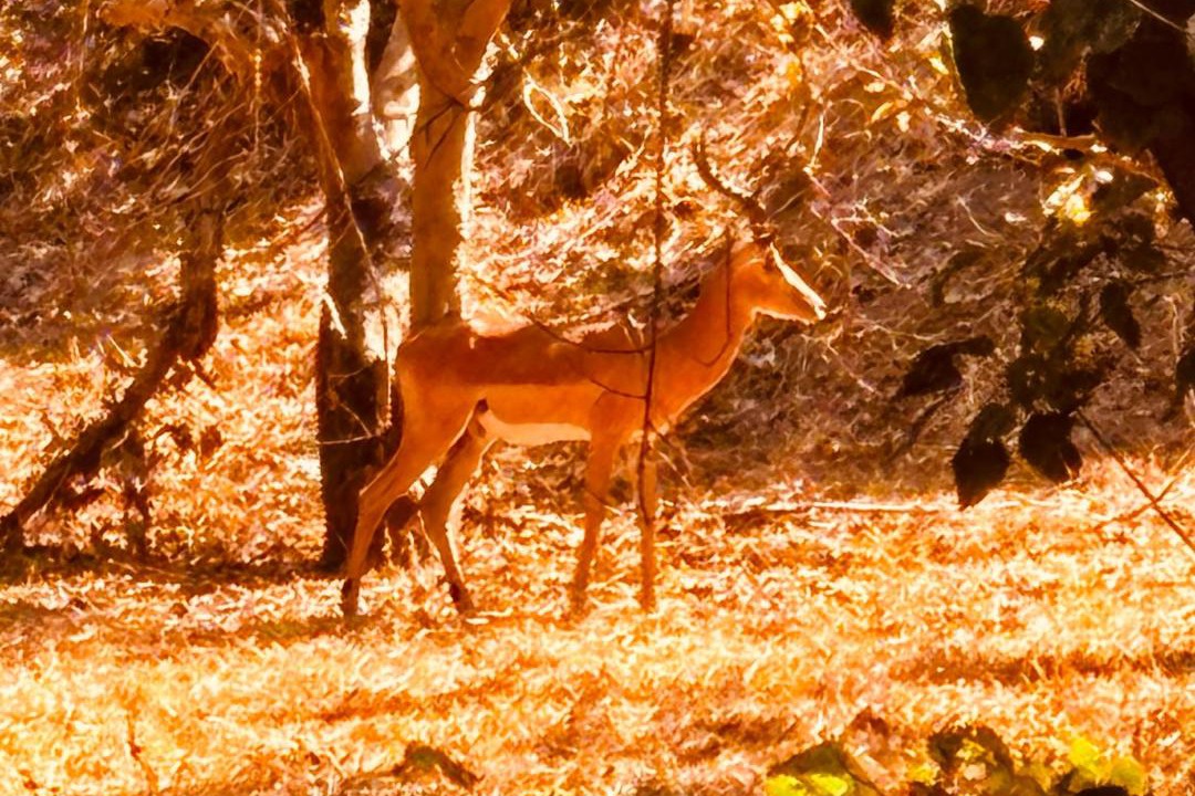 Photo of Others in Luangwa