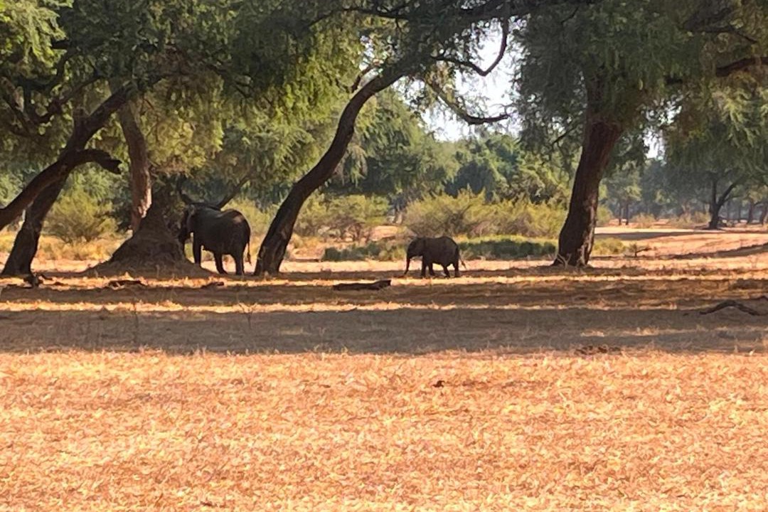 Photo of Others in Luangwa