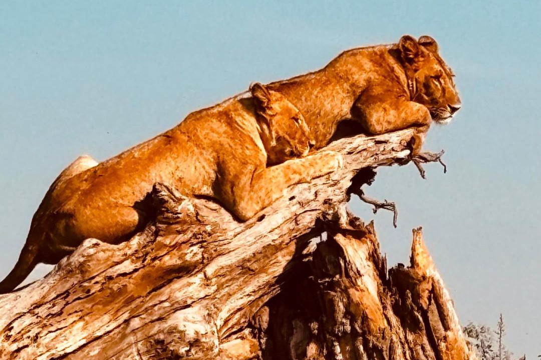 Photo of Others in Luangwa