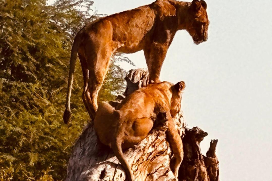 Photo of Others in Luangwa