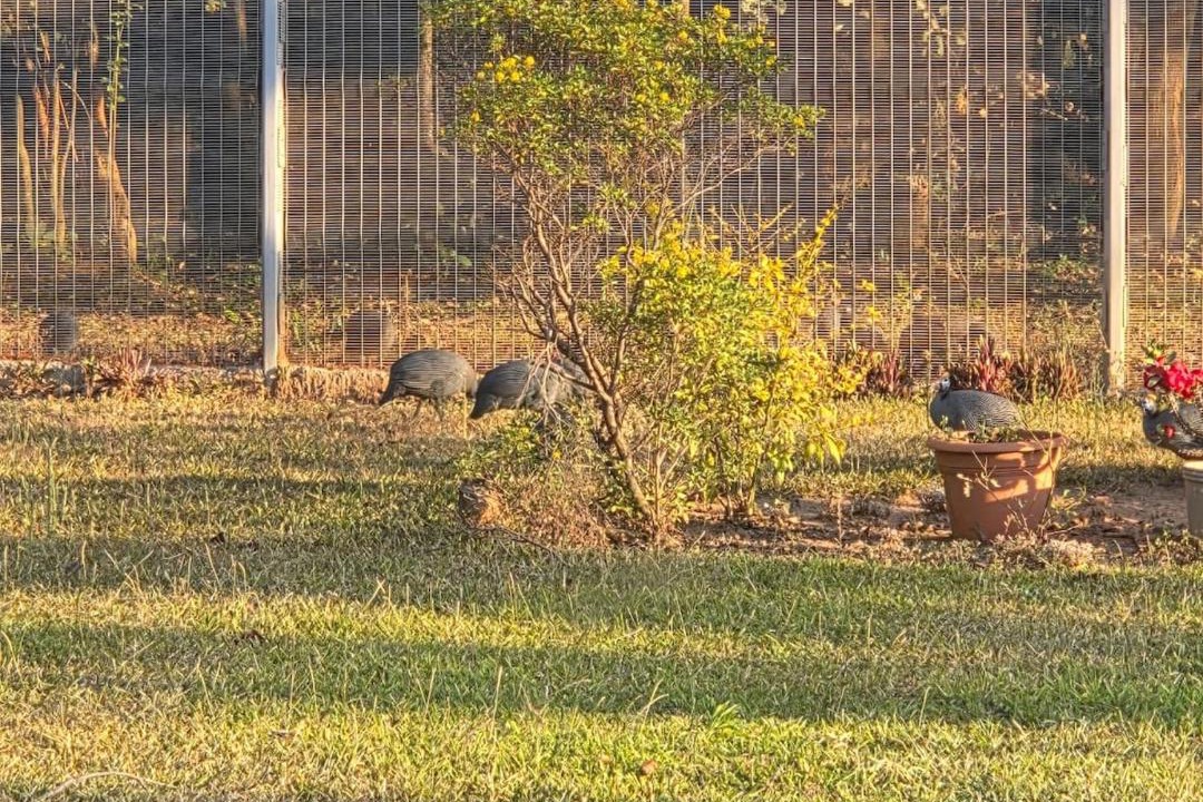 Photo of Others in Copperbelt