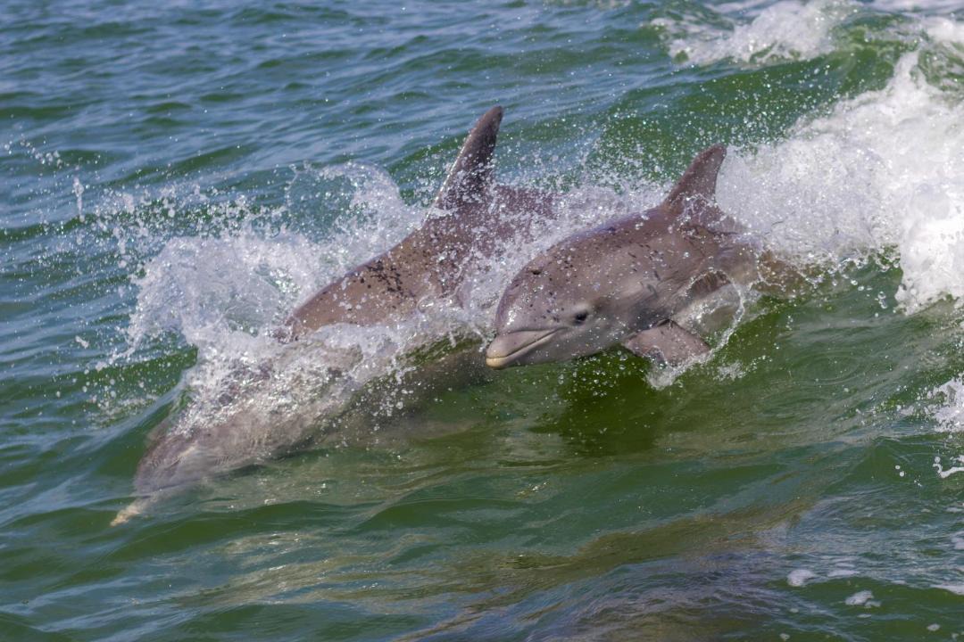 Photo of Others in Port Canaveral