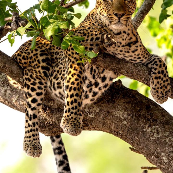Photo of Others in South Luangwa National Park