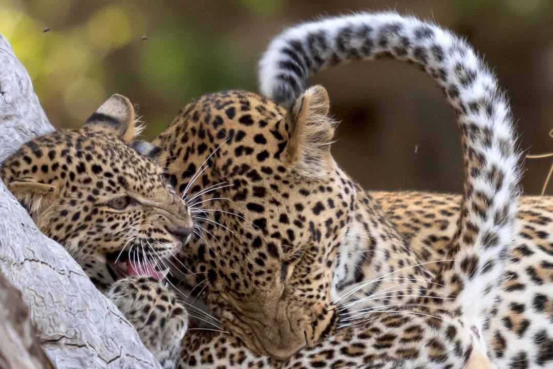 Photo of Others in South Luangwa National Park