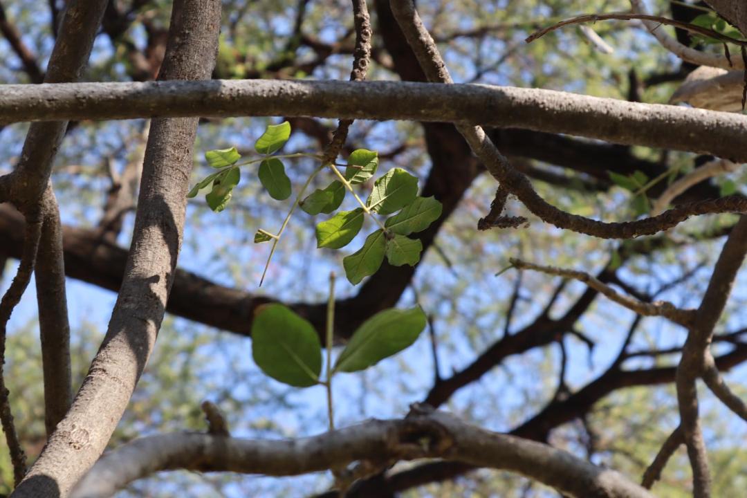 Photo of Outdoor in Chirundu