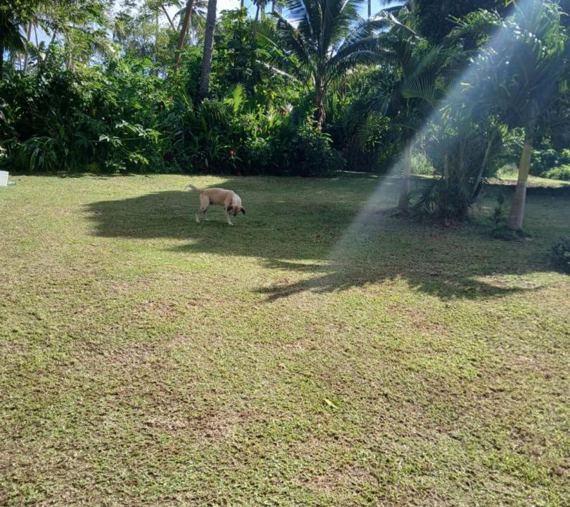 Photo of Others in Taveuni Island East