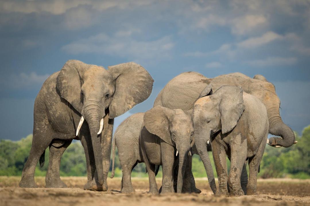 Photo of Others in South Luangwa National Park