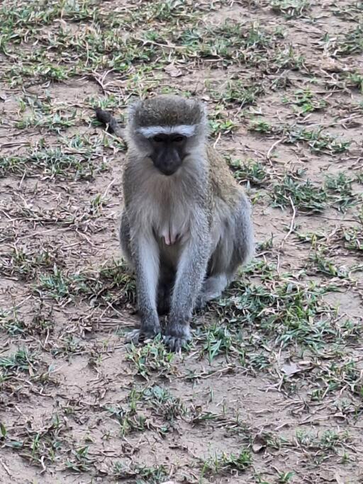 Photo of Others in Kakumbi