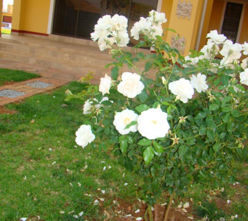 Photo of Others in Harare