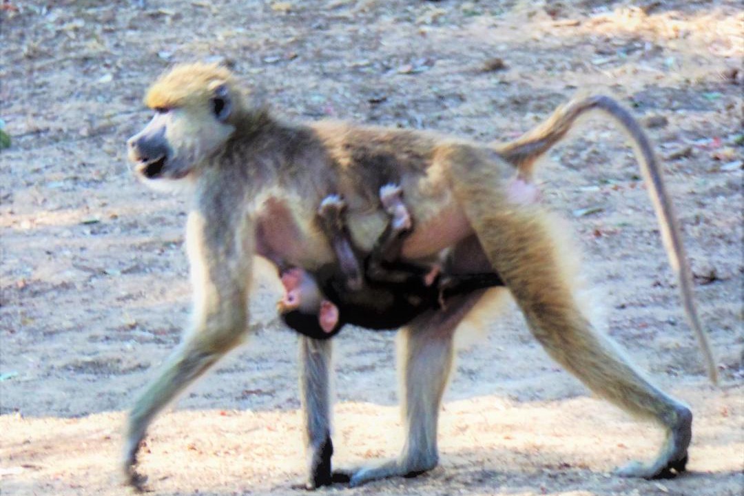 Photo of Others in Kakumbi