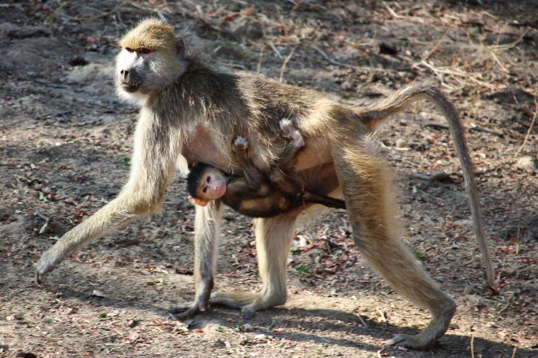Photo of Others in Kakumbi