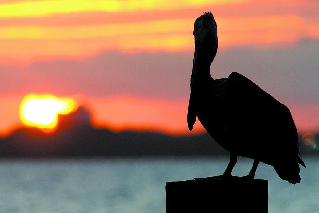 Photo of Others in Panama City Beach