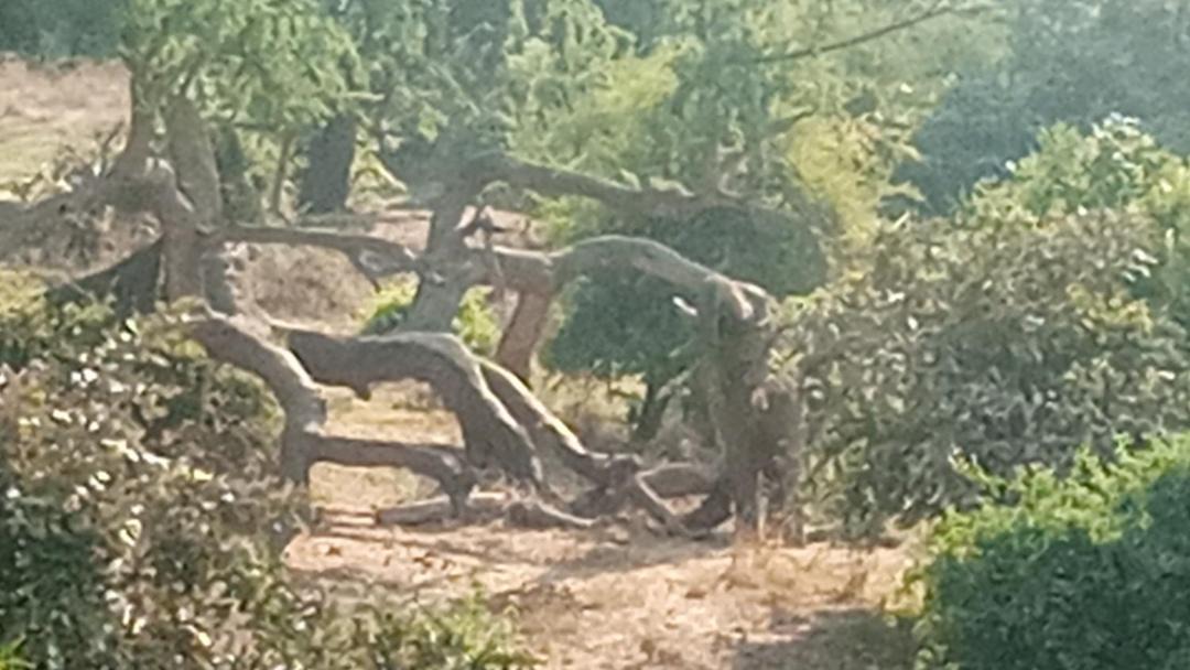 Photo of Others in South Luangwa National Park