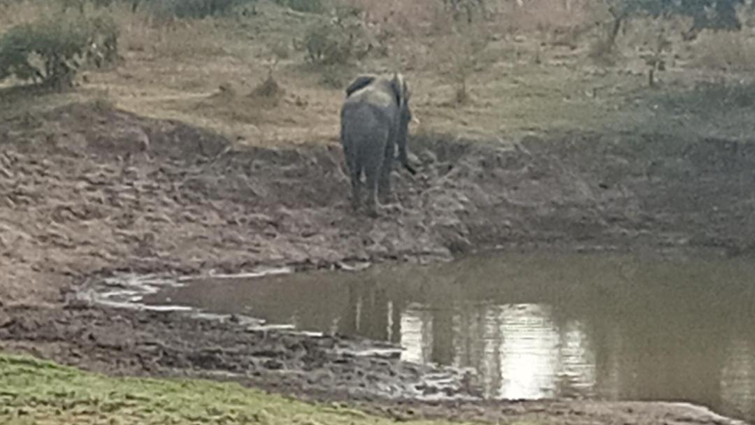 Photo of Others in South Luangwa National Park